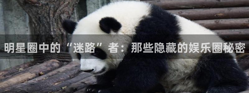 多多28平台下载：明星圈中的“迷路”者：那些隐藏的娱乐圈秘密